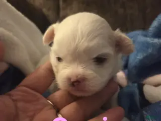 Malshi dogs Carrie - Ad 12