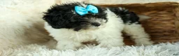 Cavapoo dogs for sale: Remi 🩷 - Ad 18