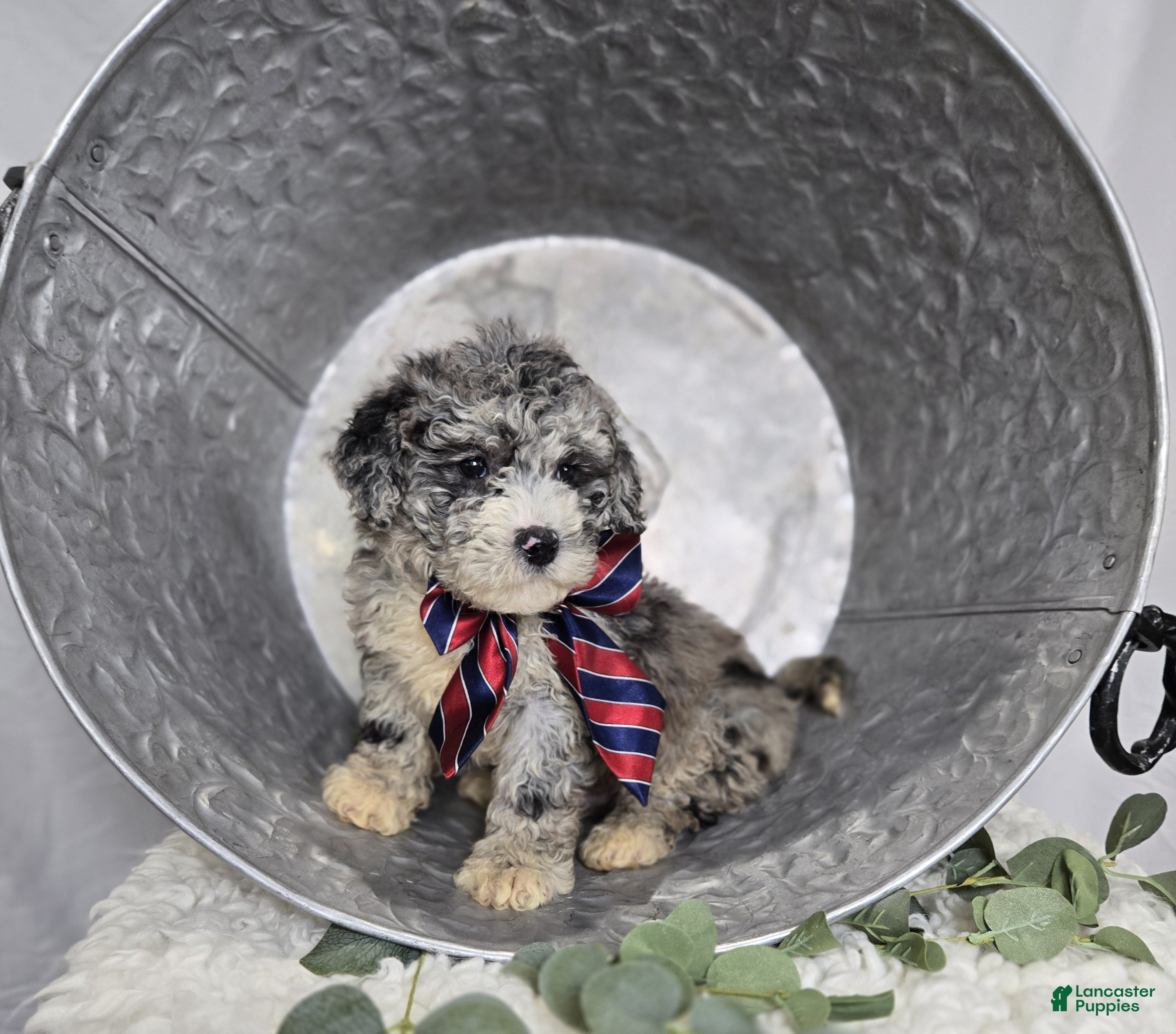 Mini Sheepadoodle dogs Lance - Ad 2