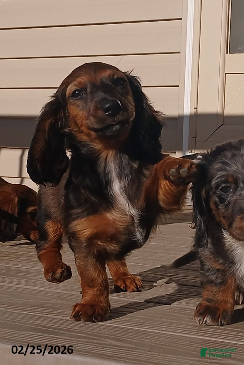 Miniature Dachshund dogs Truffles - Ad 1