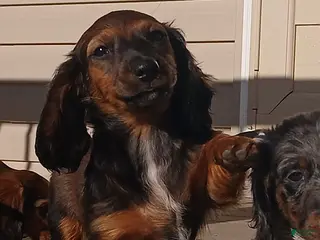 Miniature Dachshund dogs for sale: Truffles - Ad 1