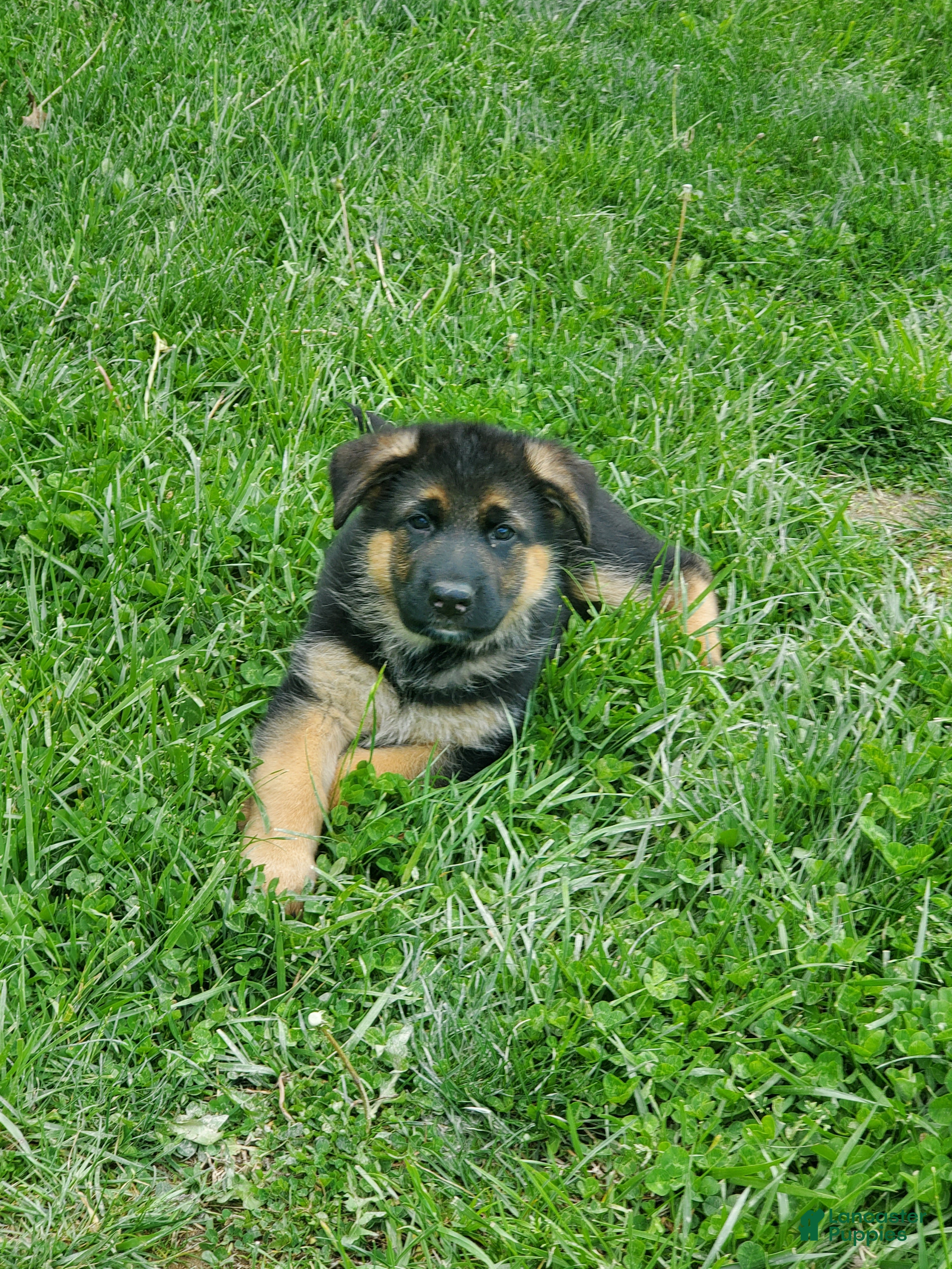 German Shepherd dogs Sparkle - Ad 2