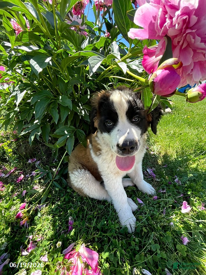 Saint Bernard dogs Teddy Bear - Ad 1