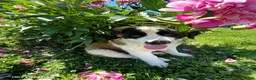 Saint Bernard dogs for sale: Teddy Bear - Ad 1