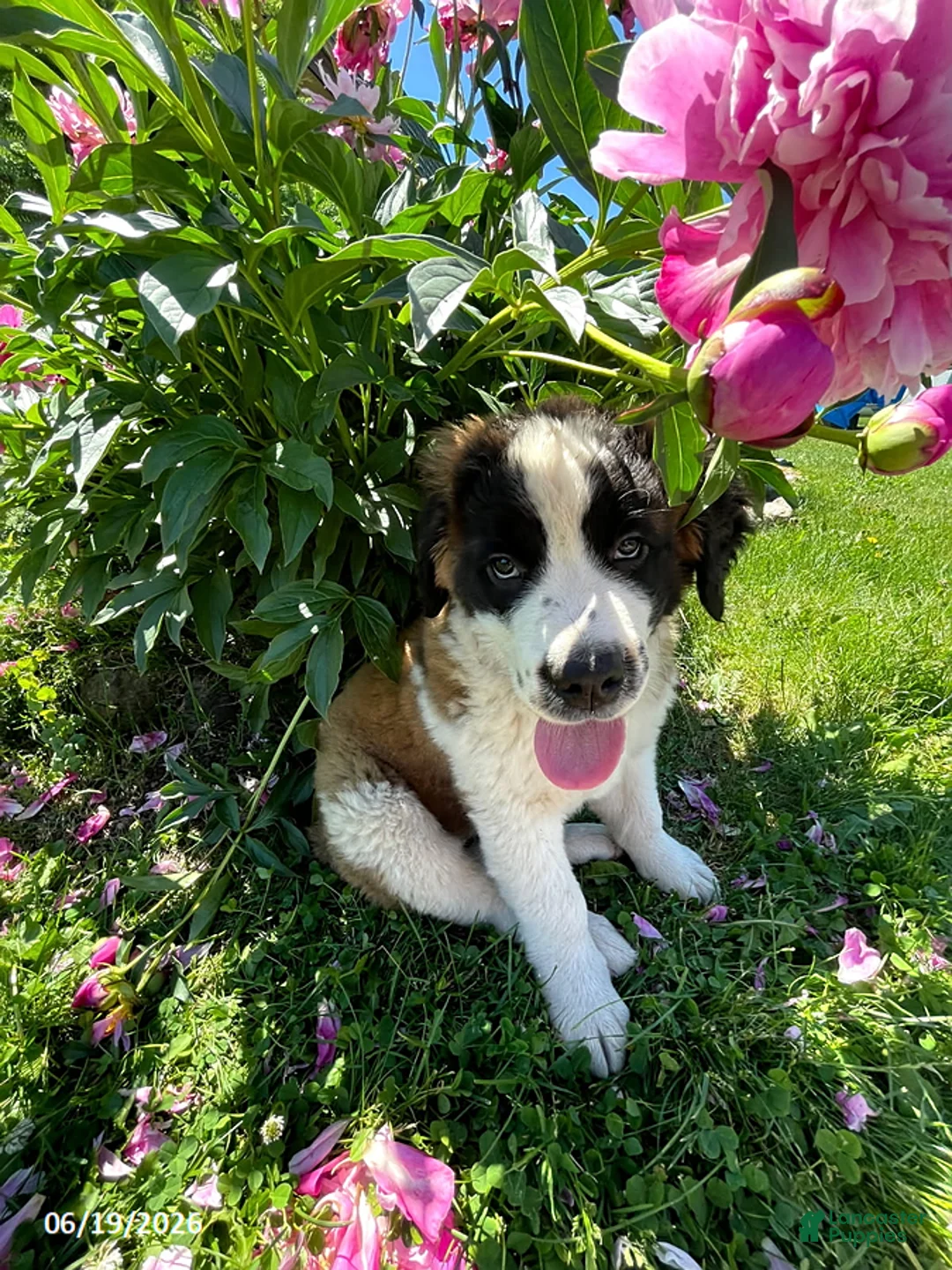 Saint Bernard dogs for sale: Teddy Bear - Ad 1