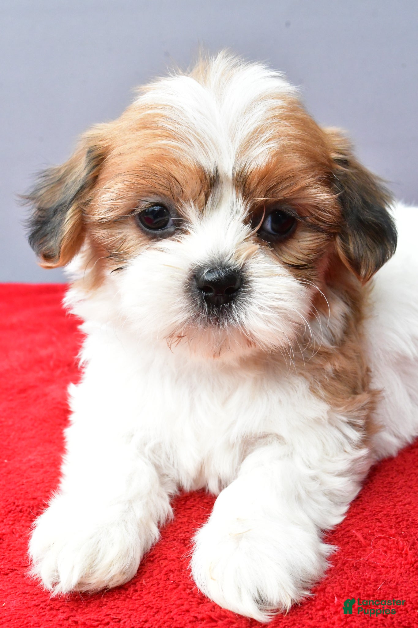 Teddy Bear dogs Trisha - Ad 2