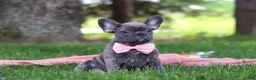 French Bulldog dogs for sale: Lucy - Ad 5