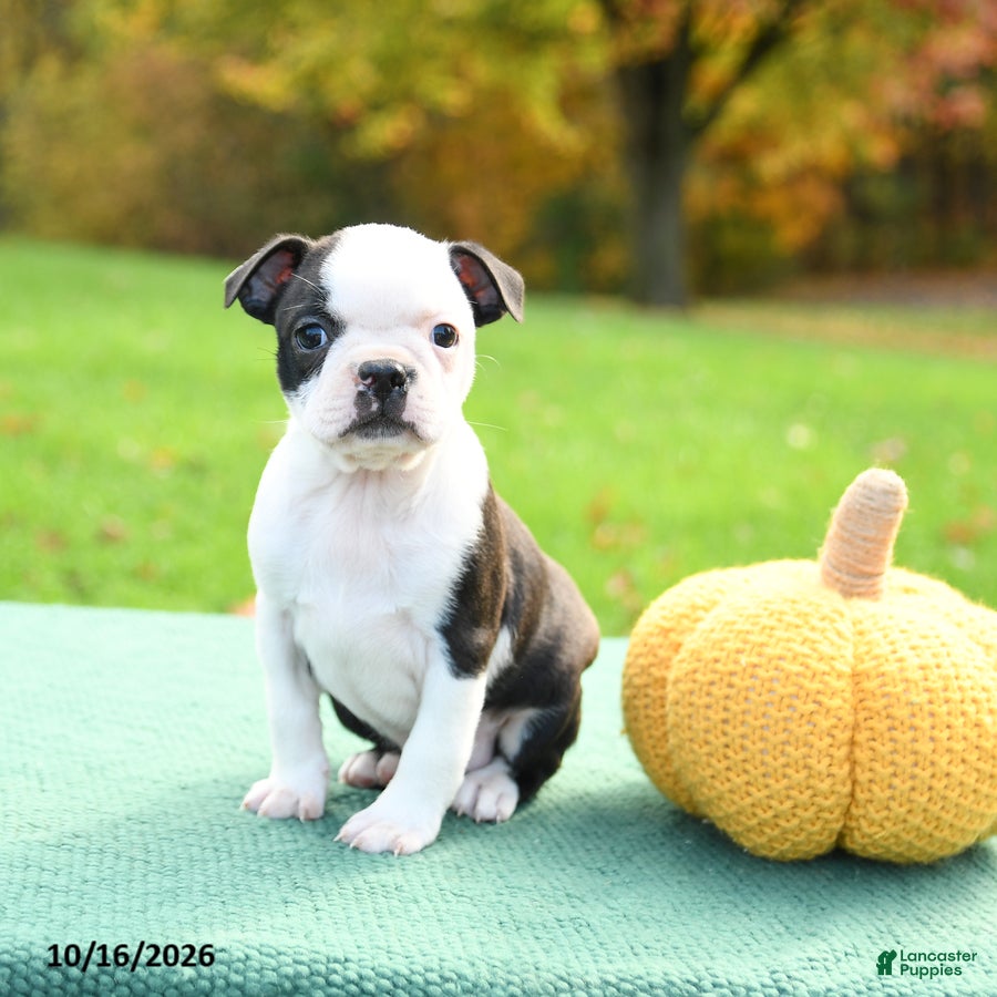 Boston Terrier dogs for sale: Nevada - Ad 2