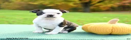 Boston Terrier dogs for sale: Nevada - Ad 2