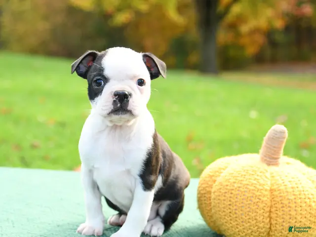 Boston Terrier dogs for sale: Nevada - Ad 2