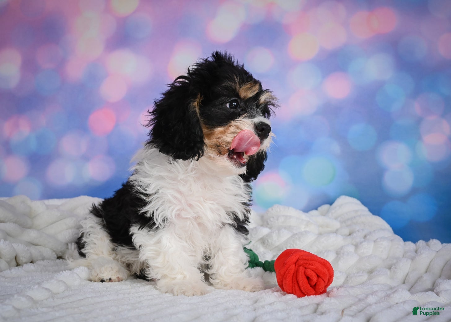 Cavachon dogs Teddy - Ad 2