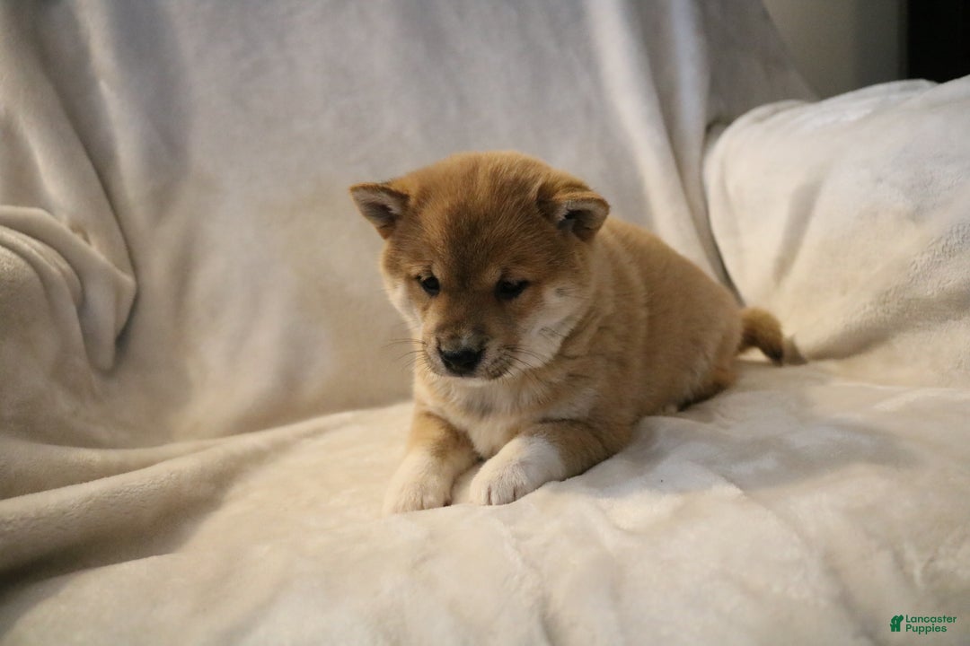 Shiba Inu dogs for sale: Sasha  - Ad 9