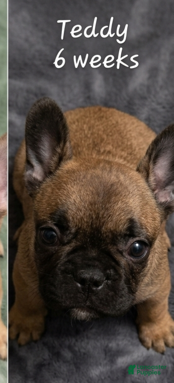 French Bulldog dogs Teddy Chocolate - Ad 1