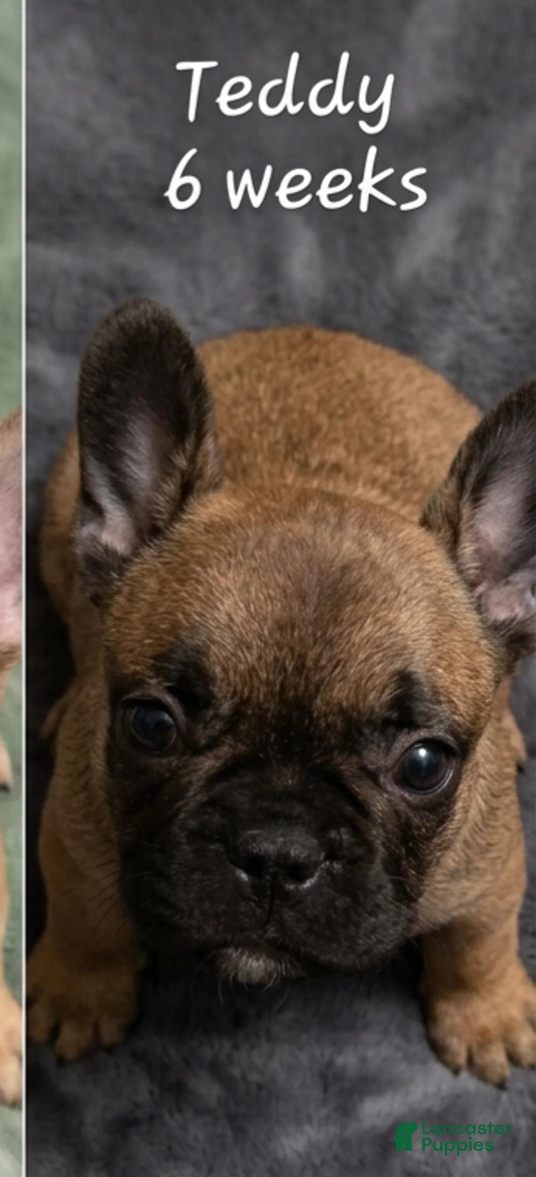 French Bulldog dogs for sale: Teddy Chocolate - Ad 1