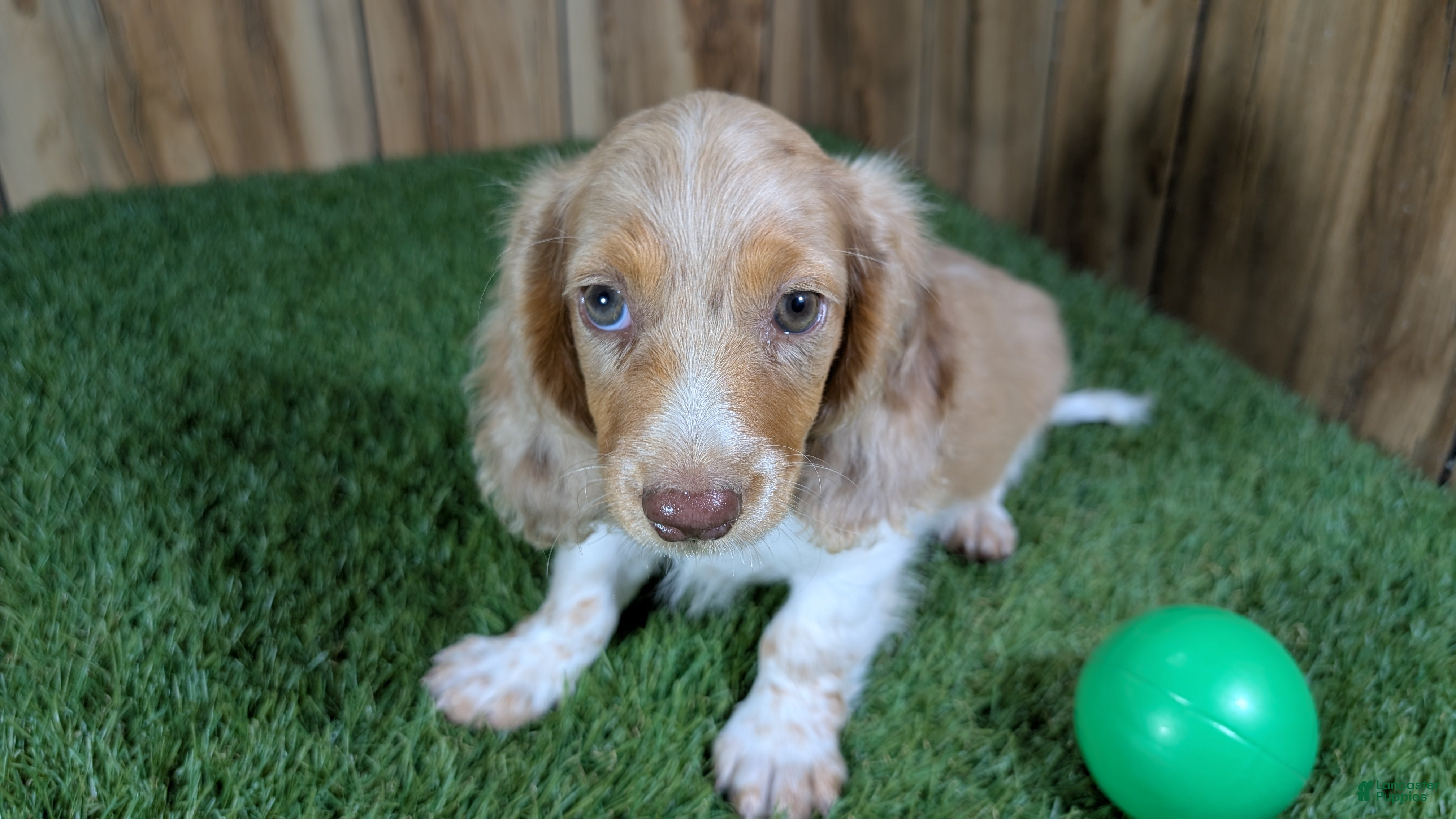 Miniature Dachshund dogs Sweetie Boy 5 - Ad 1