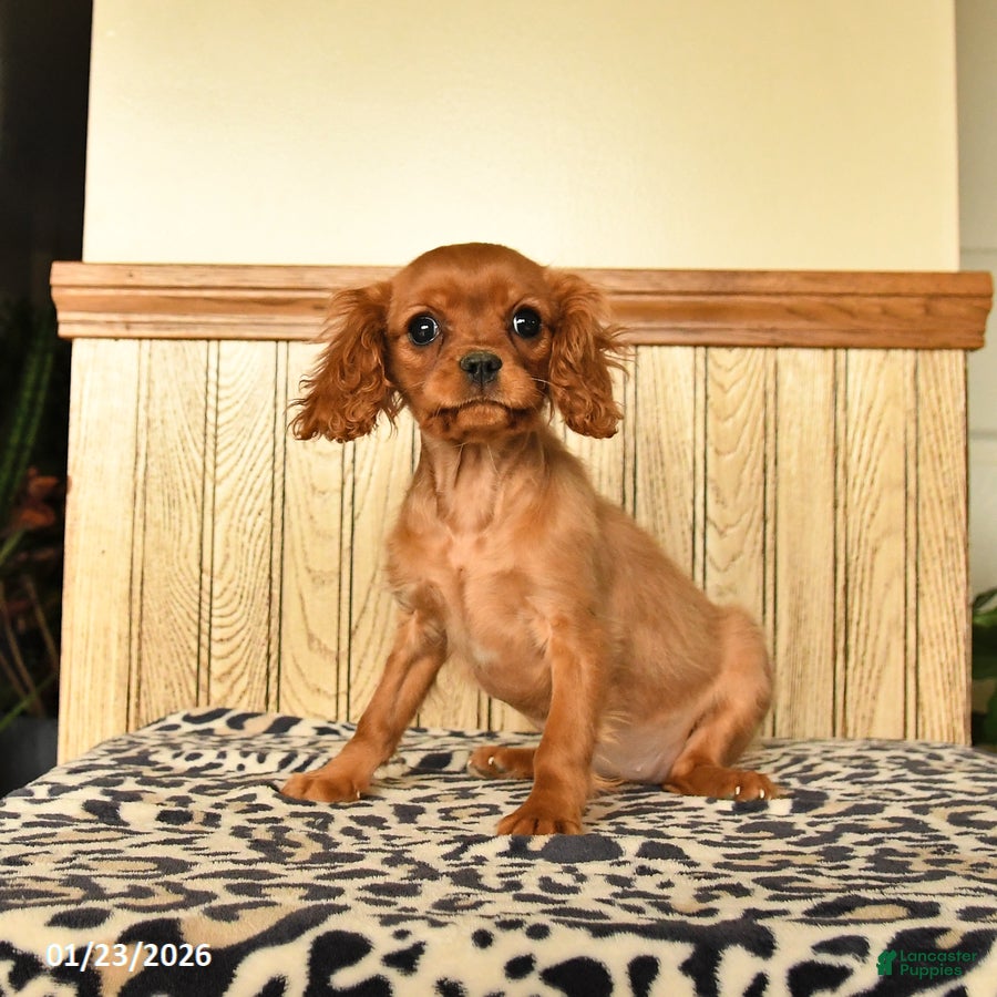 Cavalier King Charles Spaniel dogs Callie - Ad 8