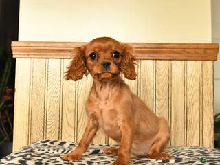 Cavalier King Charles Spaniel dogs Callie - Ad 8