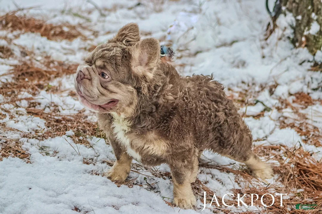 French Bulldog dogs for stud: Jackpot  - Ad 4