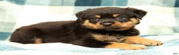 Rottweiler dogs for sale: Sadie - Ad 1