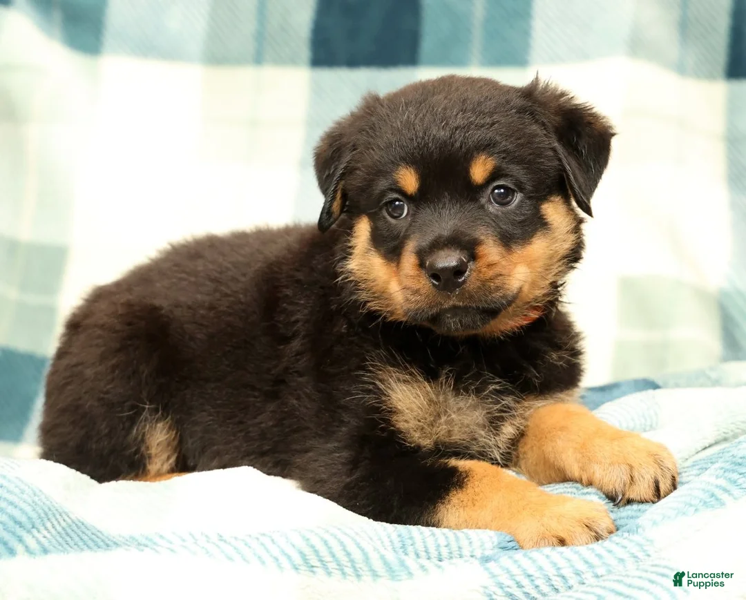 Rottweiler dogs for sale: Sadie - Ad 1