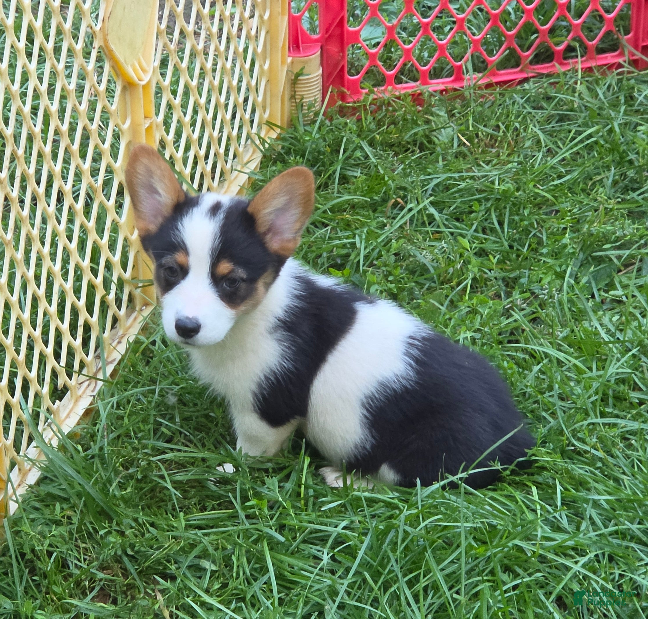 Welsh Corgi Pembroke dogs Oreo girl  - Ad 1