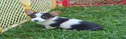 Welsh Corgi Pembroke dogs for sale: Oreo girl  - Ad 18