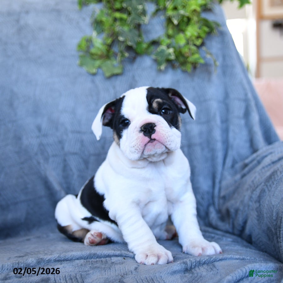 English Bulldog dogs Princess - Ad 6