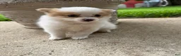 Pomeranian dogs for sale: Rudy - Ad 10