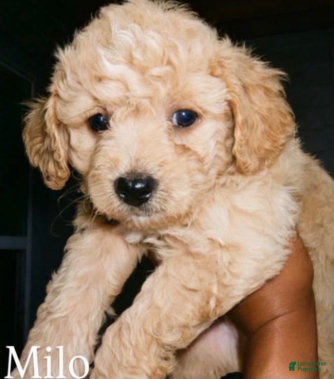 Mixed Breed dogs for sale: Mixed Breed 1 - Ad 1