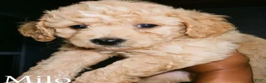 Mixed Breed 1