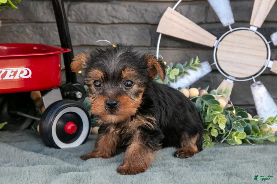 Yorkshire Terrier dogs for sale: Banjo - Ad 2