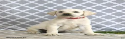 Mixed Breed dogs for sale: Rebecca - Ad 5