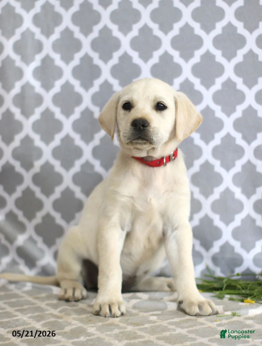 Mixed Breed dogs for sale: Rebecca - Ad 5