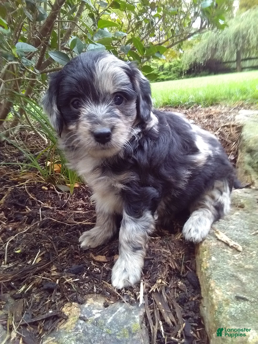 Mini Aussiedoodle dogs for sale: Daisy - Ad 1