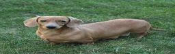 Miniature Dachshund dogs for sale: Kade - Ad 6