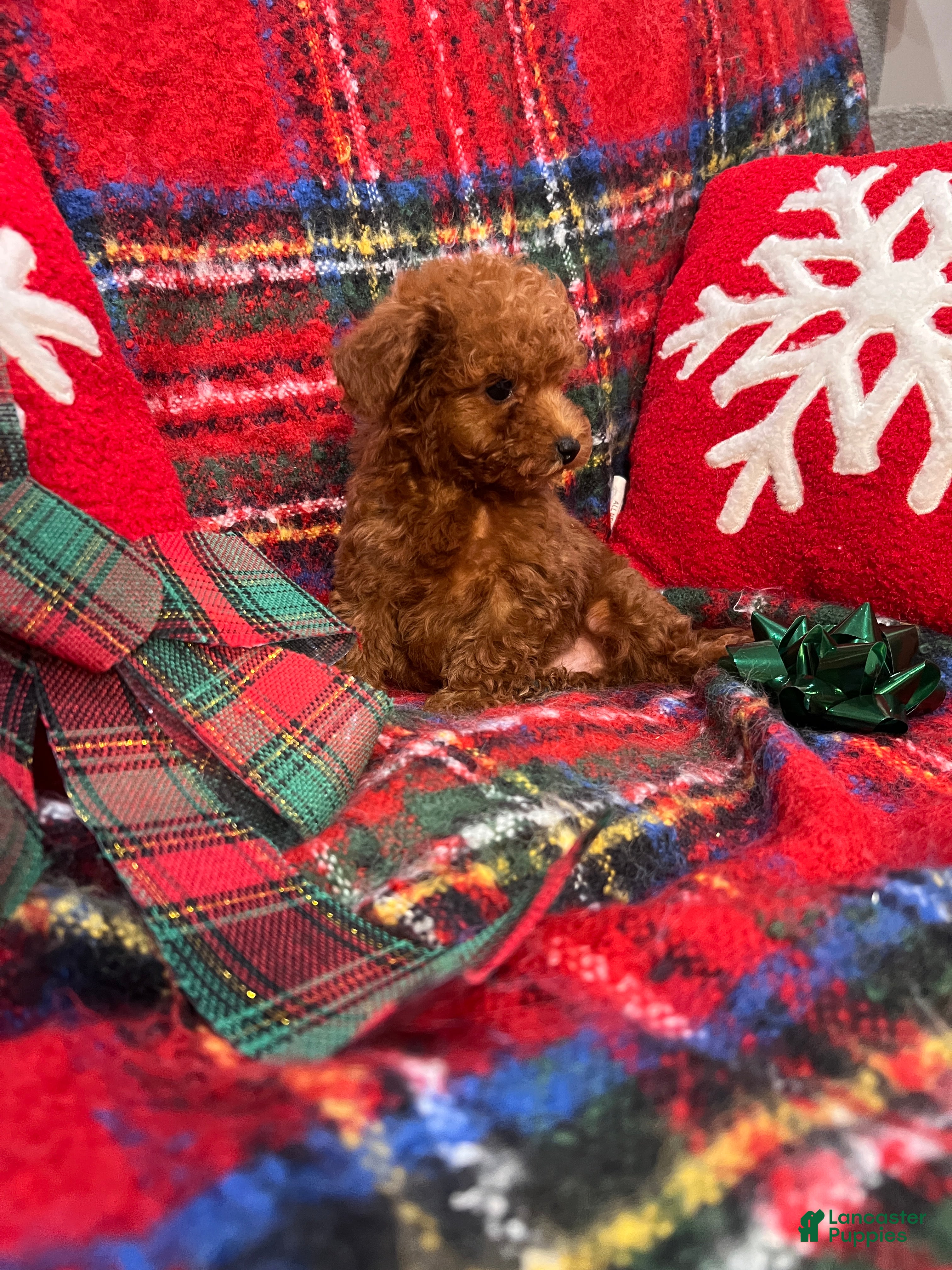 Toy Poodle dogs Toy Poodle Puppy 2 - Ad 1