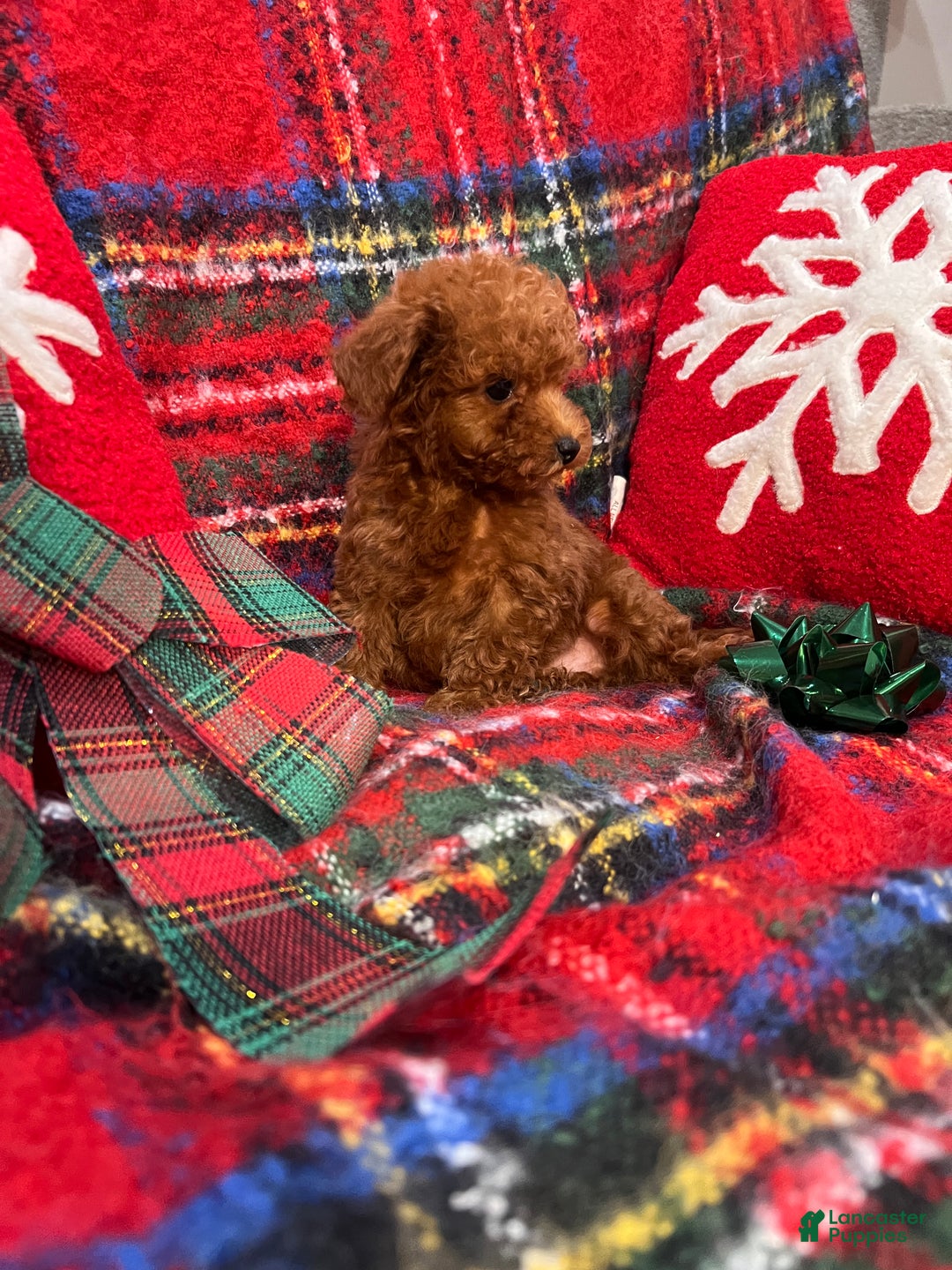 Toy Poodle dogs for sale: Toy Poodle Puppy 2 - Ad 1