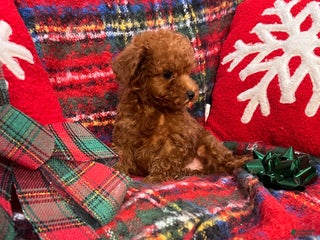 Toy Poodle dogs Toy Poodle Puppy 2 - Ad 42
