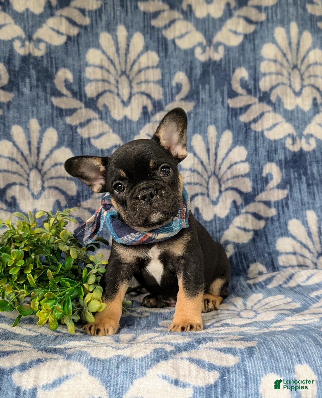 French Bulldog dogs for sale: Nadia - Ad 21