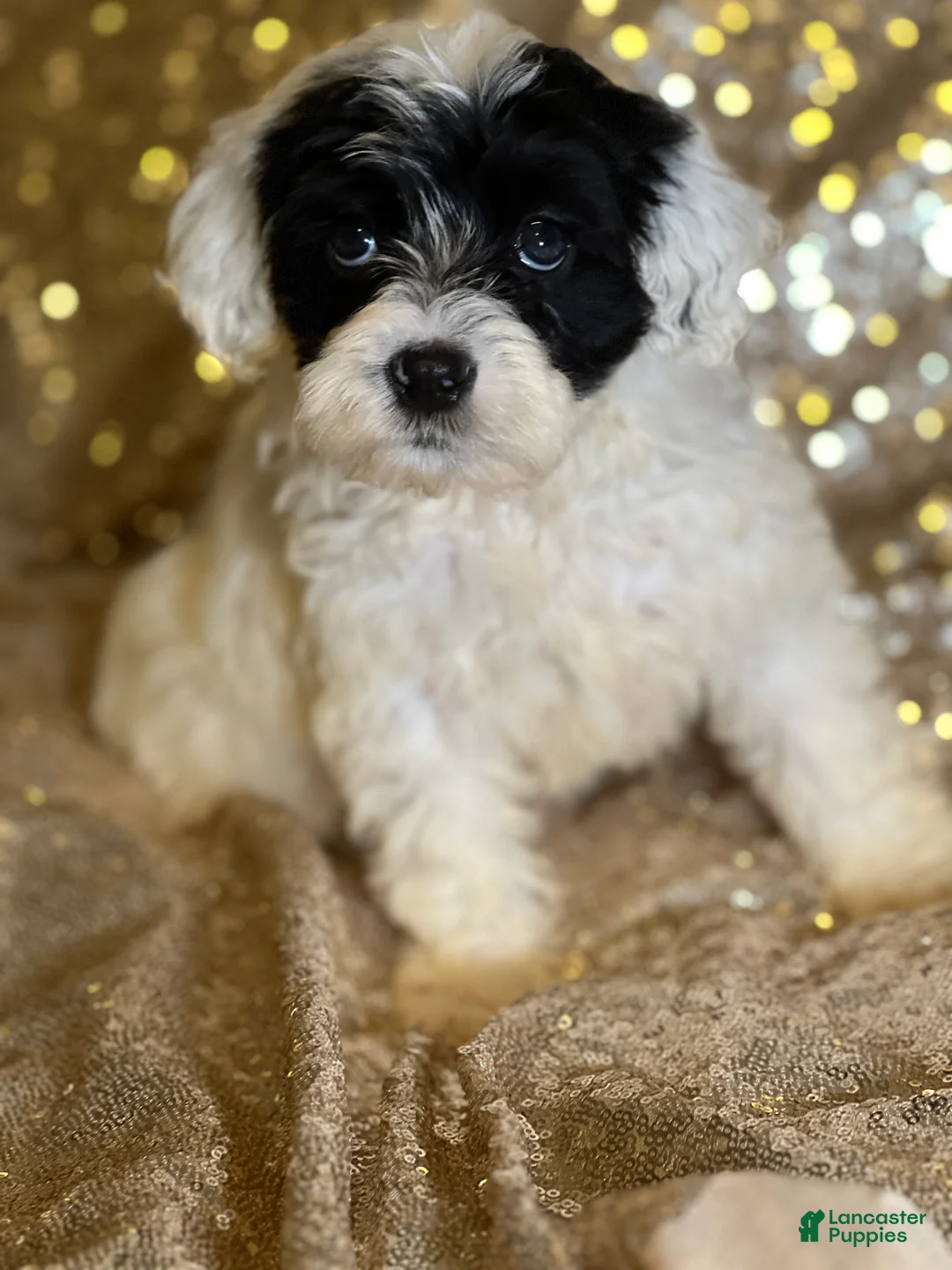 Portuguese Water Dog dogs for sale: Bella - Ad 2