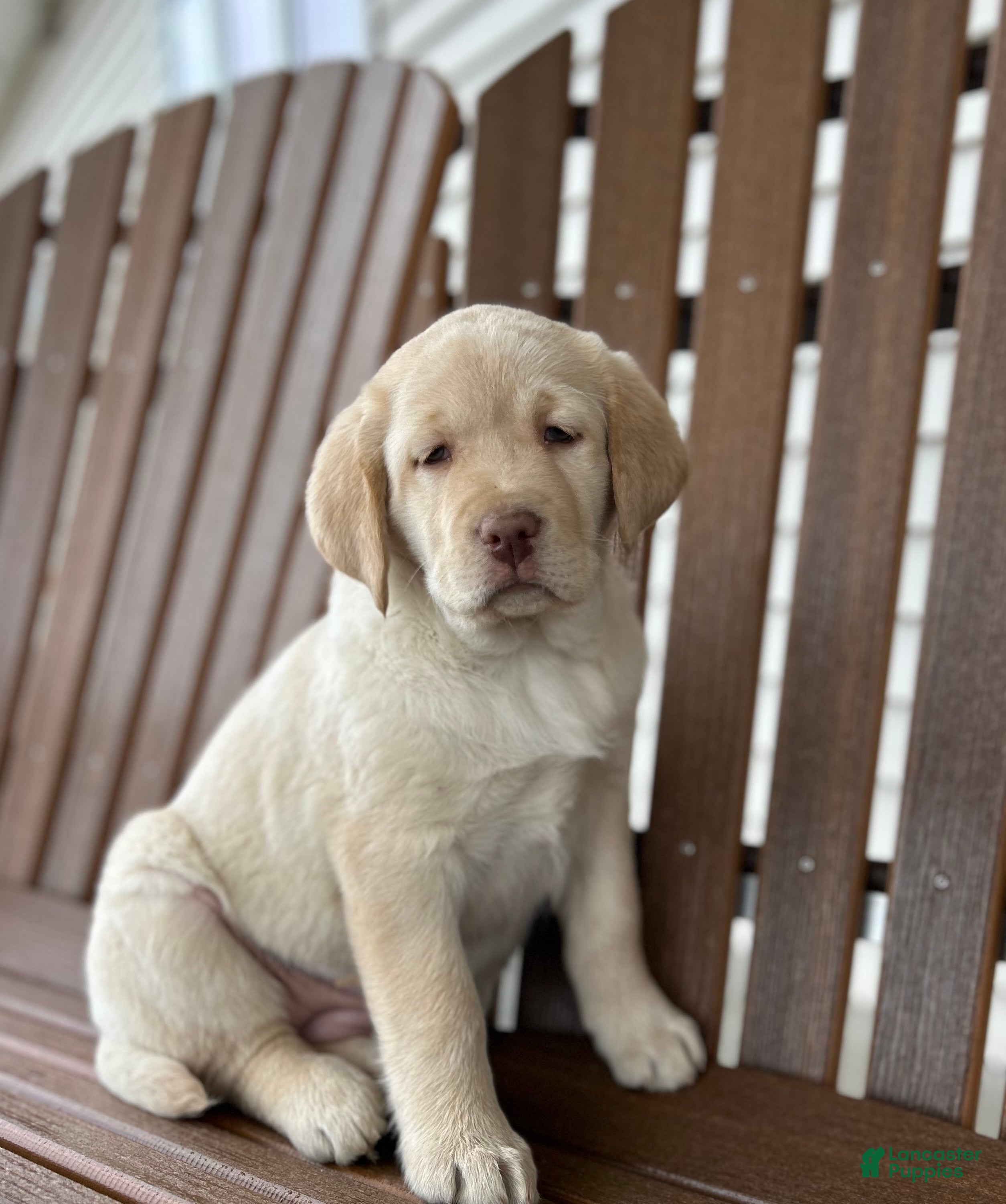 Labrador Retriever dogs for sale: Juliet - Ad 1