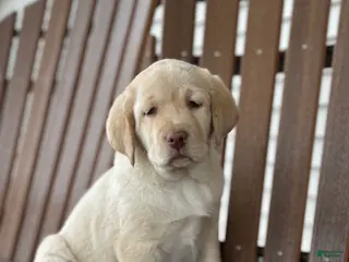 Labrador Retriever dogs for sale: Juliet - Ad 1