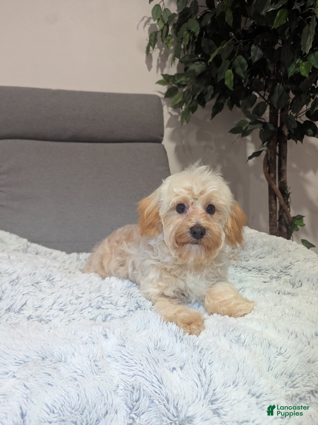 Havapoo dogs for sale: Biscuit  - Ad 9