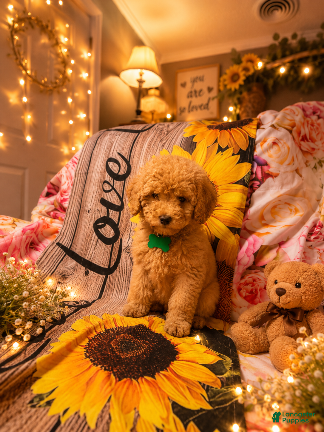 Miniature Poodle dogs Miniature Poodle Puppy 4 - Ad 23