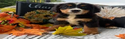 Bernese Mountain Dog dogs for sale: Blitz - Ad 4