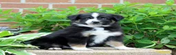 Miniature Australian Shepherd dogs for sale: Friendly  - Ad 3