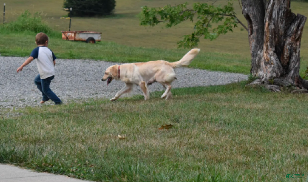 Golden Retriever dogs for sale: Ranger - Ad 7