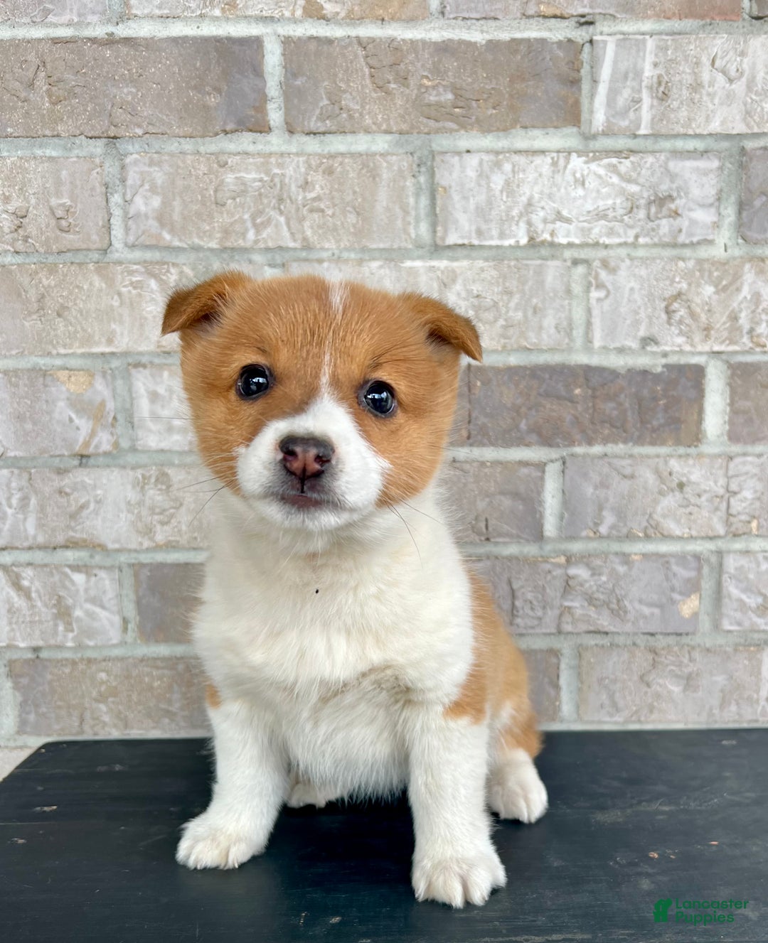 Welsh Corgi Pembroke dogs for sale: Grace - Ad 4