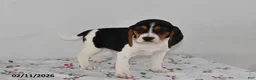 Beagle dogs for sale: Bucko - Ad 3