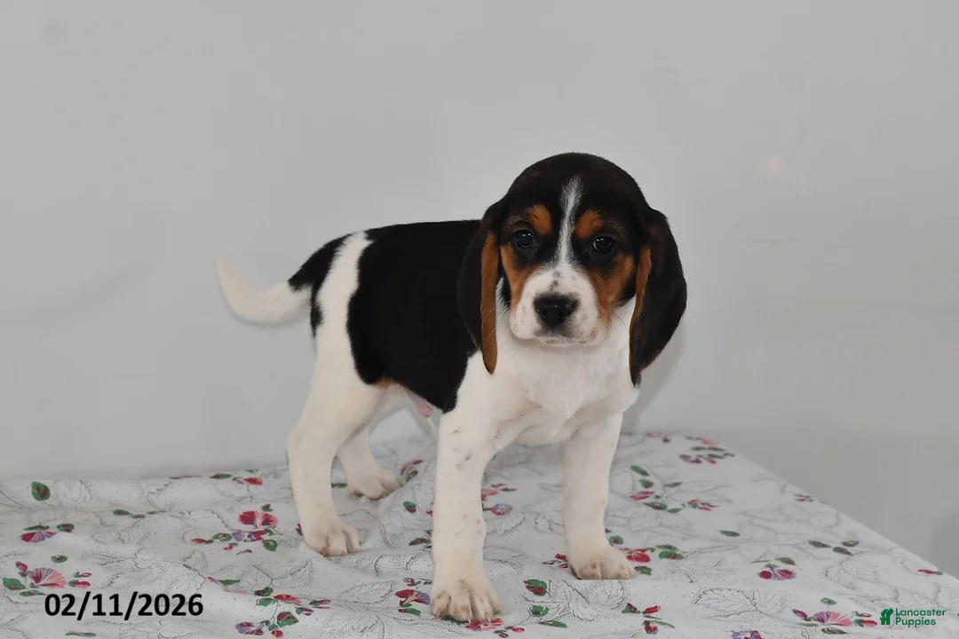 Beagle dogs for sale: Bucko - Ad 3